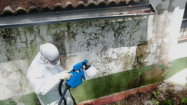 Trusted Basement Mold Remediation service in Wallingford, PA - Cheap Mold Removal